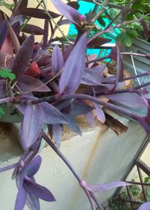 Purple Heart 3 Cutting