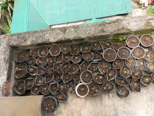 Round Ball Cactus Sapling