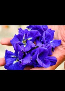 Butterfly Pea Seeds