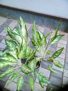 10 Live Root Plants