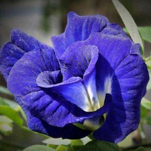 Multipeta lButterfly Pea Flower Seed