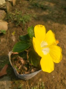 Big Size Yellow Hibiscus Plant With Root