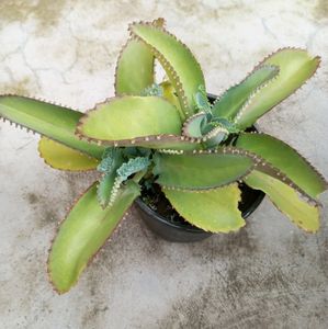 Mother Of Thousands (Kalanchoe pinnata ) 1 Healthy