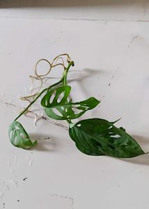 Monstera Adansonii Cutting (water propagated)