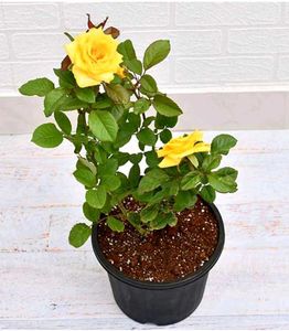 Rose plants🌱 available wholesale price