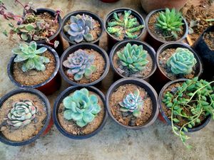 succulent variety