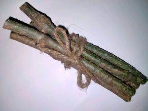 Giloy Stems