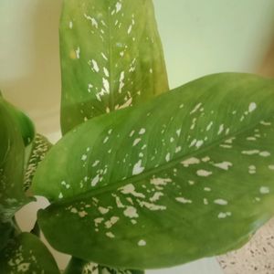 Dieffenbachia Camilla Plant