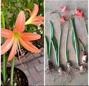 Amar lily 3 Plants with bulb