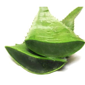 FRESH ALOEVERA , ORGANICALLY GROWN WITHOUT ANY CHEMICALS AND ETC, PURE AND NATURAL