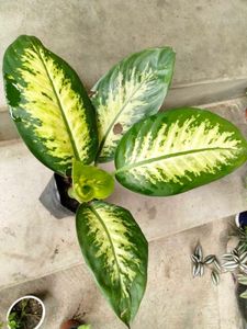 Assorted Plants