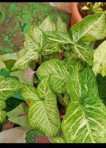 Combo Of 5 Plants