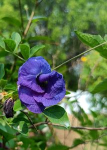 Butterfly Pea Flower(Multipettle)