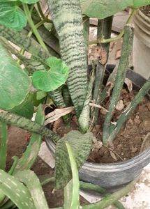 Snake Plant Combo Of 2