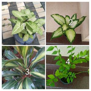 you can select 10 Live root plants