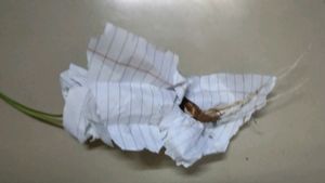 Yellow Rain Lily Flowers Bulb