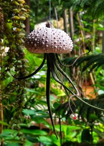 RARE - Beautiful Original Shells