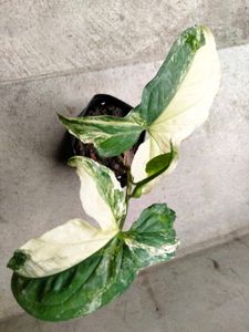 Varieties Of Air Purifying Plants.