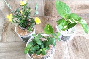 3 Plants With Pot
