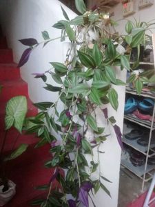 Pack 2 Arrowhead Zabronics plantS