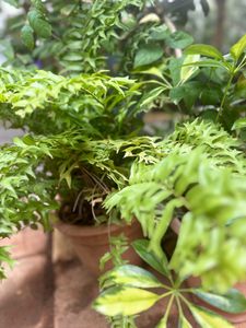 Boston Fern Full Rooted