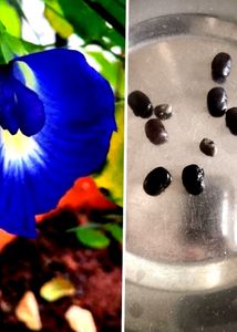 Neelkanth, Aprajita ,Plant Seeds , Pack Of 10 Seed