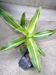 4 Varigated Plants