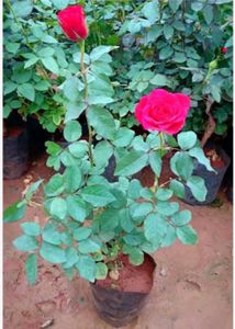 ✨Rose Plant Real 🌹( Pack Of 3)