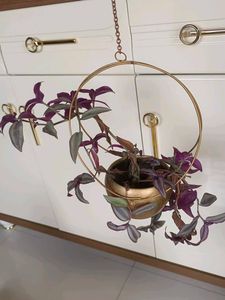 Hanging Planter With Live Plant