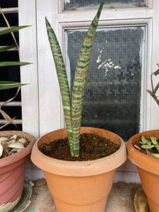 Live Plant For Sale - 6 Nos