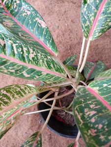 Aglaonema Plant - Chinese Evergreen