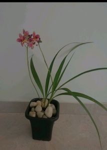 Ground Orchid