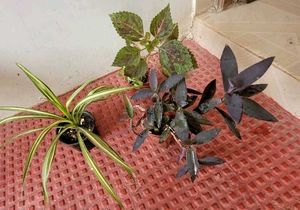 Set 3 Heart' Purple 💜 &amp; Pandanus&amp; Colous Plant