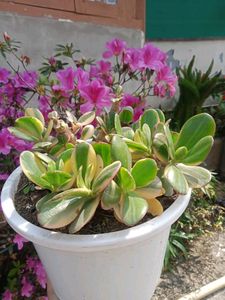 Jade Variegated