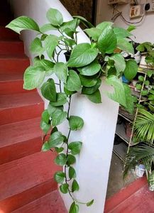 Evergreen Money Plant &amp; Pot