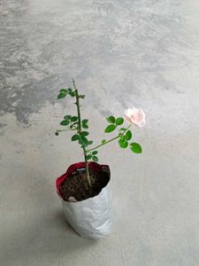 White Pink Rose Sapling with Buds