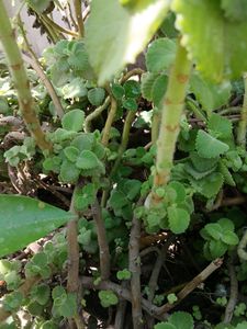 AJVAIN/Oregano Leaves
