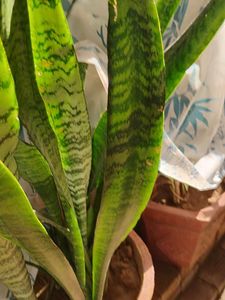 Snake Plant Stem