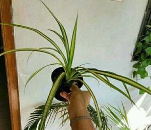 3 Set Beautiful Plants