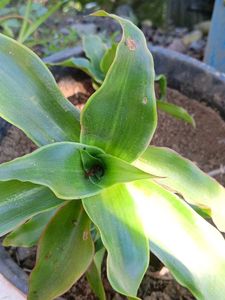 Callisia fragrans Hanging Plant