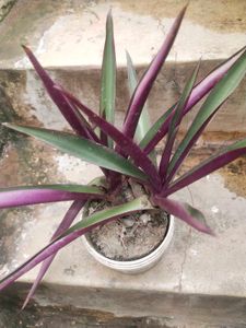 Combo Desi Alovera And Rehio Plant With Root