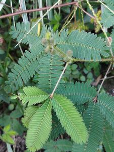 Touch me not ( Lajjabanti ) 25 Seed