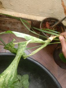 @sunder_kumar Plants