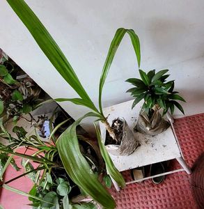Set 2.Syngonium & Crinum  Plants 🪴