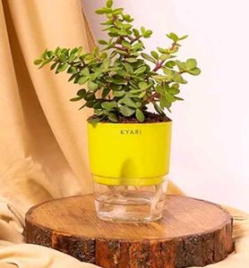 Self Water Plant Pot