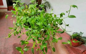 Pack 2 Pilea Depressa &amp; Ee Tradescantia Plants