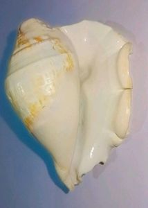 Pooja Shank Or Seashell