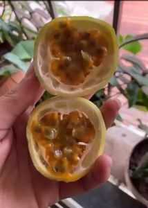 Exotic Passion Fruit Seeds