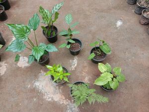 Plants