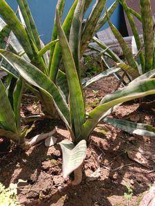 Snake Plant